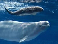 シロイルカの赤ちゃん誕生　しまね海洋館アクアス、2週連続