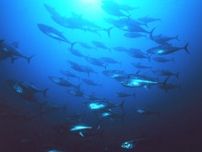 大型マグロ漁獲枠、1.5倍に　資源回復受け、国際会議で合意