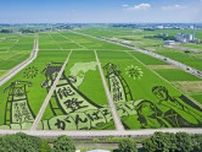 緑鮮やか、能登の祭り描く　埼玉、田んぼアートで支援