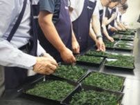 今年のお茶は「品質安定で上質」、玉露は「うま味強い」　京都府綾部市で「両丹茶品評会」