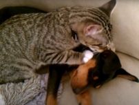 「本物の友情を見たぜ」体調不良の犬を介抱する猫の動画…視聴者「何度でも見れる」と感動の嵐！！