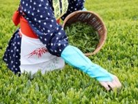 【新茶】何が特別？ 日本茶の栄養ポイント・茶種・おいしい淹れ方のポイントを栄養士ライターが解説