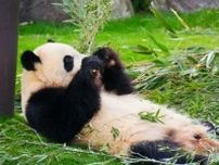 【台湾＆香港】訪日外国人客が「ぜひ日本で見てみたい動物」とは…パンダは3位！　1＆2位は？