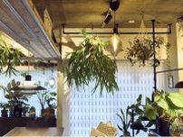 【人気整理収納アドバイザーが実践】コンパクトな家に植物を取り入れるなら、天井に！