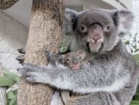 「親子でカメラ目線愛おしい」の声続出…お腹からひょっこり、淡路島・コアラの赤ちゃんに癒やされる
