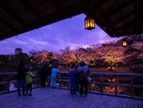 神戸・しあわせの村で「夜桜ライトアップ」スタート、行燈の灯りで幻想的に