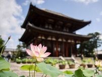 奈良・４カ寺で「蓮巡り」イベント、ユニークな「僧侶のお話」企画も新たに