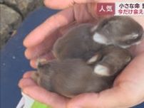 東伊豆町・伊豆アニマルキングダムでは５年ぶりにウサギの赤ちゃんが、裾野市・富士サファリパークではオスメス双子のライオンの赤ちゃんが誕生 静岡県