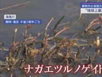静岡市の川で繁殖「地球上最悪の侵略的植物」の駆除作業　「行政、市民、専門家らで協力し駆除方法を確立したい」