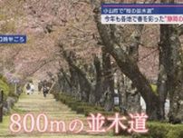 800ｍ続く桜の並木道　静岡県の富士霊園　桜も見納め