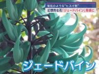 ひすい色の幻想的な花「ジェードバイン」が見ごろ　静岡・東伊豆町「熱川バナナワニ園」