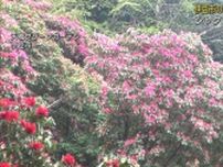 白やピンク、赤など早咲きのシャクナゲが見ごろに　静岡・伊豆市「天城グリーンガーデン」