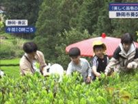 子どもから大人まで20人が茶摘みに挑戦　茶摘み体験会　静岡市葵区奥長島の茶畑