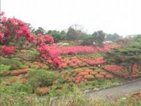 小室山公園のツツジが見ごろ　静岡・伊東市　園内に広がる真っ赤なツツジのじゅうたん