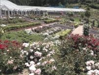 バラの花みごろ　静岡・島田市「ばらの丘公園」　園内彩る500種類、5000株のバラ