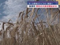 オール静岡県産ウイスキーを製造　原料の大麦の収穫が焼津市で始まる　ウイスキー発売は２０２５年を予定