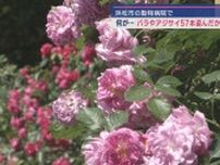 動物病院から盗まれたものとは…丹精込めて手入れされた花壇で育てられたバラやアジサイ５７本　浜松市中央区