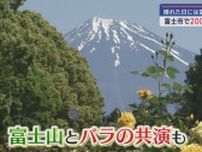 富士山にはバラがよく似合う？　色とりどりのバラが楽しめる　広見公園　静岡・富士市　
