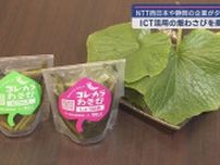 ICTを活用したわさび栽培　静岡県産わさびの生産量回復が目的　