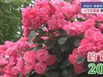 100種2000株の色とりどりのバラが見ごろに　静岡・伊豆市修善寺虹の郷