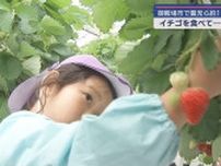 園児130人がイチゴ狩りを体験　静岡・御殿場市