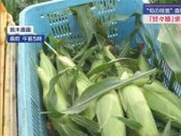 旬の味覚「とにかく甘い」トウモロコシ甘々娘出荷始まる　初日の販売本数は２万本　静岡・森町