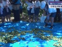 梅干しにする？それともジュース？　小学生が梅の実を採取　静岡・熱海梅園