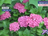 静岡県内暑い一日　梅雨入りの気配なし　アジサイは雨不足で”青息吐息”　