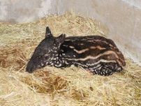 マレーバクの赤ちゃん誕生　静岡・日本平動物園
