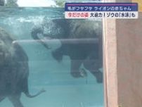 ライオンの赤ちゃんは「ヒョウ柄」？　プールでは「泳ぐゾウ」が見られるよ　静岡・富士サファリパーク