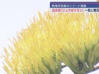 幻の花「リュウゼツラン」が一斉に開花　花を咲かせるのは１０年に一度？　静岡・熱海市初島