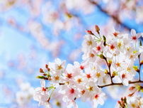 日本人にとって親しみのある桜「ソメイヨシノ」全て一本の樹を起源とするクローンである理由とは？【生物の話】