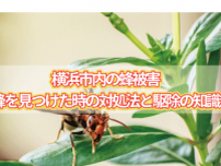 横浜市内の蜂被害は？蜂を見つけた時の対処法と駆除の知識とは！？