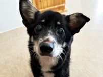 ミックス犬ブームの陰で　「あなたはシバーギーなの？」　苦難を経て愛護センターに収容された保護犬　