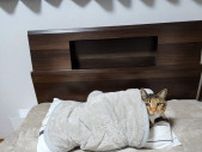 猫に枕を取られ続け…新たにもう一つ買ったが→「泣いた」　「全枕を奪われた」「これぞ猫」