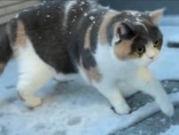 初めて雪を見た猫「颯爽と出ていったのに…」猫さんの動きに爆笑「アカンわ…これ、アカンやつや」