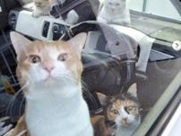 10匹の猫たちと夫婦で車中泊、1年以上も…なぜ？　コンビニで目撃→NPOが支援