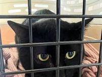 飼い主の病気が発覚　行き場を失った黒猫を救った「愛猫たすけあい制度」　優しい家族が現れますように