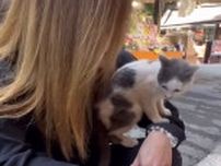 伊勢神宮で会った子猫、翌日再訪するも見つからず…「あの子を救いたい」願いが三毛猫の運命を変えた