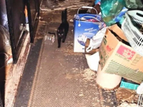 珠洲の半壊家屋で味噌をなめ生き抜いた地域猫を保護「地震は怖い、みんながいるここがいい」→保護主の家族に