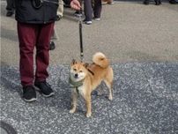 柴犬と京都に行ったら…すごいことになった！世界的人気「SHIBA INU」に外国人観光客、熱狂