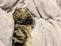 子猫の「寝てる姿がほんとＬすぎる」　ユニークな寝相が話題「見事なＬ」「ほんとに90度」
