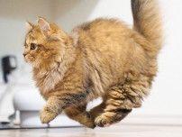 猫さんが、空中ウォーク！？浮いてるみたいな躍動感に8万いいね「ネコバスみたい」「重力ゼロ」