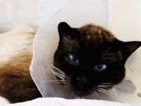 迷子猫の捜索中に見つけたシャム猫　下半身不随で厳しい診断　「生きたい」という思いが奇跡をもたらした