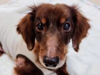 ダックスフントのシニア犬　健康状態は最悪だった　艶のある毛並みを取り戻し「超」甘えん坊に　「もっと幸せになろうね」