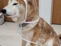 雨の日…散歩に向かう柴犬の姿が、あの伝説のデビュー衣装と同じ！「スケスケのやつ」「新メンバーですね」「デビュー曲『SHIBAINU』｣