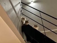 ソファでウトウト…無言の圧を感じて階段の上に目をやると！？ 猫さんたちの「はよ寝室来いや」オーラに思わず目が覚めた！