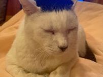 細川たかしそっくりの猫さん、ご本人と奇跡の対面「お二人のヘアースタイルはシンデレラフィット」