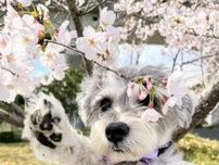 生まれて初めて桜を見た犬、「花にタッチを試みてワロタ」写真に反響「可愛すぎて涙が出た」「幸せのおすそ分け」