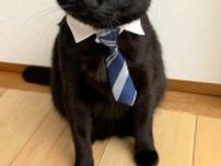 ネクタイを着けた黒猫が新入社員みたい！？「サラリーニャン」「似合ってます」
